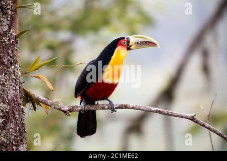 Grünschnabeltukan - Rotbrusttukan Stockfoto