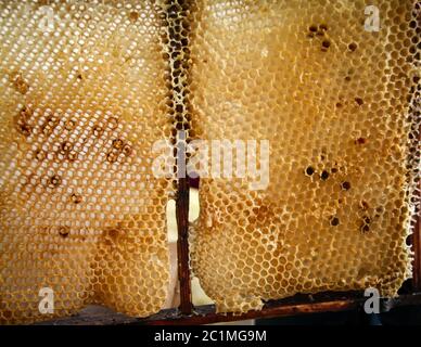 Dies sind Details von Waben im Holzrahmen Stockfoto