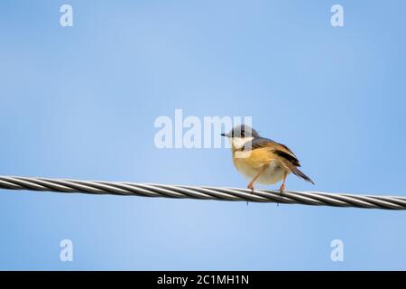 Portrait von Ashy Prinia (Prinia socialis) auf einer Powerline mit blauem und klarem Himmel im Hintergrund Stockfoto