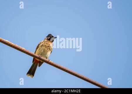 Portrait von Red Vented Bulbul (Pycnonotus cafer) auf einem Metallstab mit klarem und blauen Himmel im Hintergrund thront Stockfoto