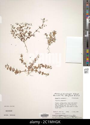 Anagallis arvensis L Anagallis arvensis L. Stockfoto