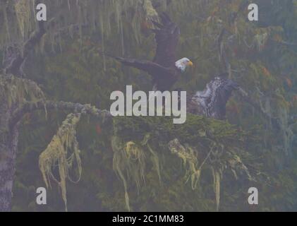 Weißkopfseeadler erwachsen und Küken an einem nebligen Morgen im Broughton Archipel, First Nations Territory, British Columbia, Kanada. Stockfoto