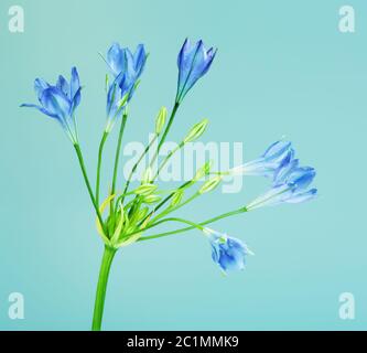 Brodiaea Blaue Blume Stockfoto