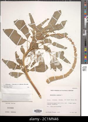 Amaranthus caudatus L Amaranthus caudatus L. Stockfoto