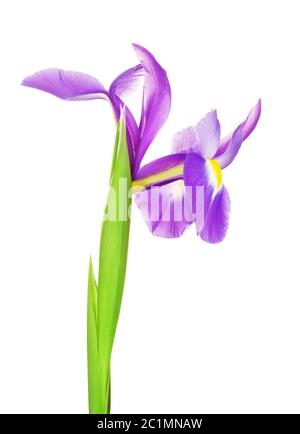 Violette Irisblume Stockfoto
