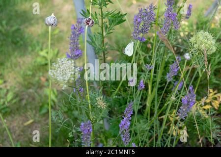 Bienen und Hummeln sammeln sich auf purpurem Lavendelhonig Stockfoto