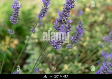 Bienen und Hummeln sammeln sich auf purpurem Lavendelhonig Stockfoto