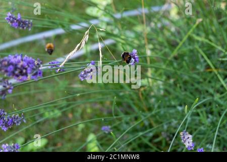 Bienen und Hummeln sammeln sich auf purpurem Lavendelhonig Stockfoto