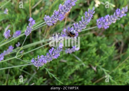 Bienen und Hummeln sammeln sich auf purpurem Lavendelhonig Stockfoto