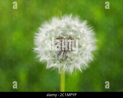 Gewöhnlicher Löwenzahn Blume Aquarell Stockfoto