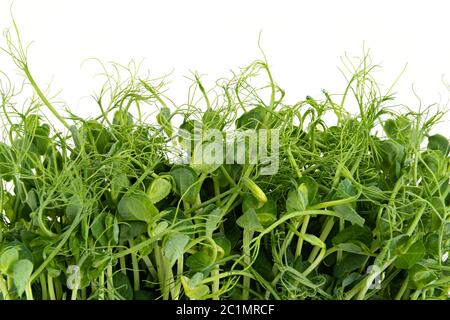 Frische Erbsenblüten mikrogrün Sprossen isoliert auf weiß. Gesunde Ernährung. Stockfoto