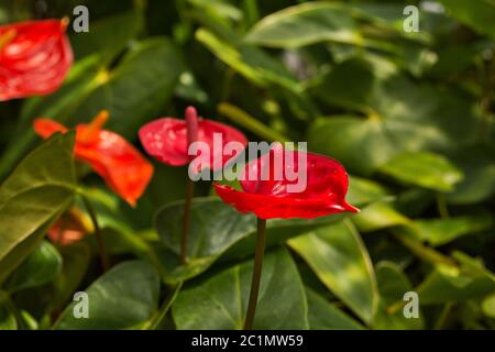 Tropische Anthurium Anlage, schöne Flamingo Blume Stockfoto