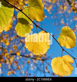 Blätter einer Linde mit Herbst Farbe im Oktober im Herbst Stockfoto