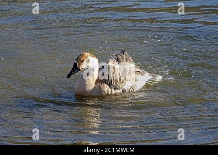 Swan Goose'S Anser cygnoides beim Baden im Neckar Stockfoto