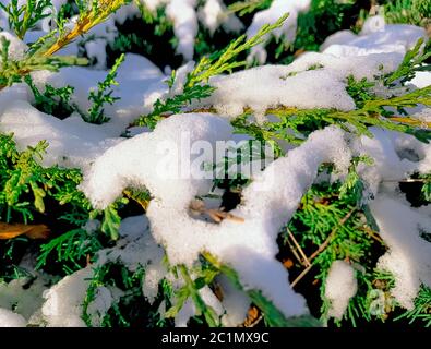 Taxus baccata (auch bekannt als Eibe, Englische Eibe oder Europäische Eibe) mit Schnee bedeckt - Choczewo, Pommern, Polen Stockfoto