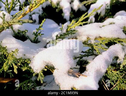 Taxus baccata (auch bekannt als Eibe, Englische Eibe oder Europäische Eibe) mit Schnee bedeckt - Choczewo, Pommern, Polen Stockfoto