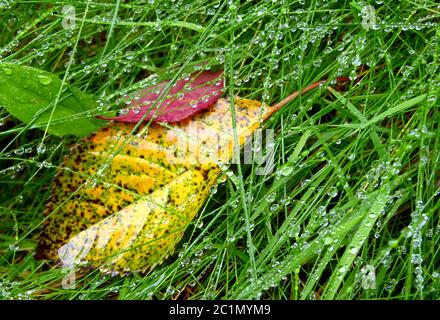 Tropfende, nasse Grashalme mit Herbstblättern Stockfoto