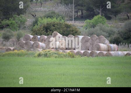 Strohballen auf einer Wiese auf der Baleareninsel Mallorca, Spanien Stockfoto