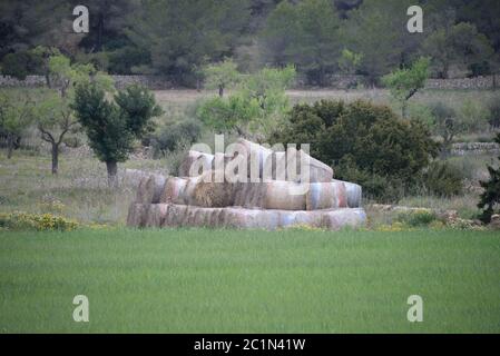 Strohballen auf einer Wiese auf der Baleareninsel Mallorca, Spanien Stockfoto