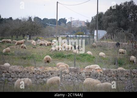 Schafe auf der Weide auf der Baleareninsel Mallorca, Spanien Stockfoto