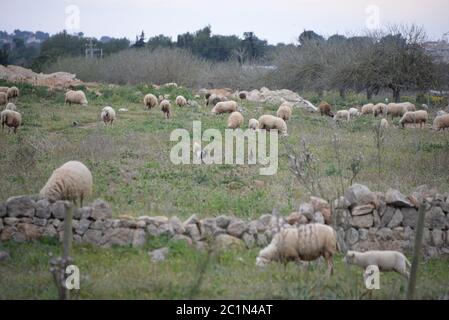 Schafe auf der Weide auf der Baleareninsel Mallorca, Spanien Stockfoto