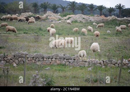 Schafe auf der Weide auf der Baleareninsel Mallorca, Spanien Stockfoto