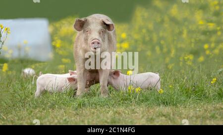 Glückliche Schweine auf einer blühenden Wiese im Frühling Stockfoto