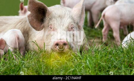 Glückliche Schweine auf einer blühenden Wiese im Frühling Stockfoto