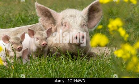 Glückliche Schweine auf einer blühenden Wiese im Frühling Stockfoto