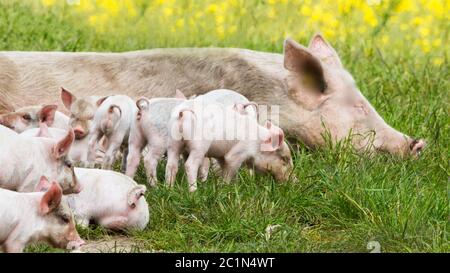 Glückliche Schweine auf einer blühenden Wiese im Frühling Stockfoto