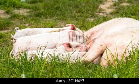 Glückliche Schweine auf einer blühenden Wiese im Frühling Stockfoto