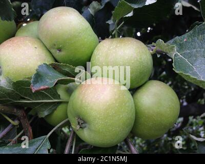 Frischer grüner Apfel, der auf dem Ast hängt und auf die Ernte wartet Stockfoto