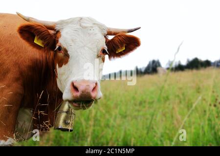 Hübsches Fleckvieh mit Hörnern und Glocke auf der Weide. Fleckvieh-Kuh grast Stockfoto