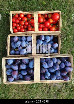 Frisch gepflückte Pflaumen und frisch geerntete Tomaten in einem Korb auf einer Wiese Stockfoto
