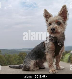 Yorkshire Terrier, sitzend, mit Aussicht Stockfoto