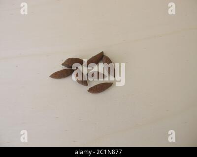 Olivenkerne, um einen Olivenbaum anzubauen Stockfoto