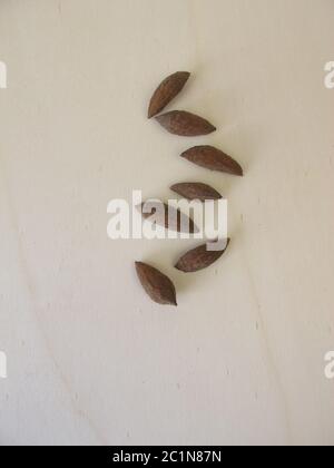 Olivenkerne, um einen Olivenbaum anzubauen Stockfoto