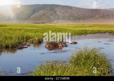 Hippobecken im Ngorongoro Krater. Stockfoto