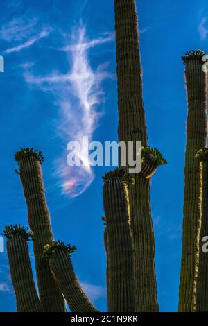 Ein Sonnenhund scheint im Mai über dem blühenden saguaro Kaktus im Ironwood Forest National Monument, Sonoran Desert, Arizona, USA. Stockfoto