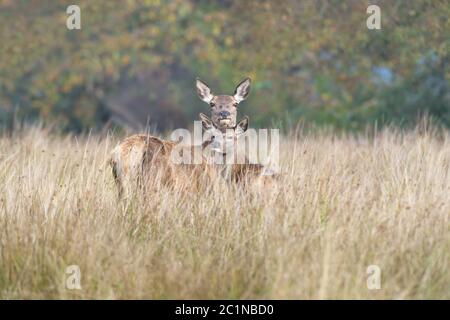 Rothirschhund und Rehkitz (Cervus elaphus) Stockfoto
