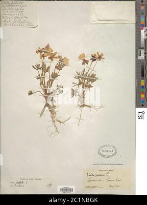 Viola pedata L Viola pedata L. Stockfoto