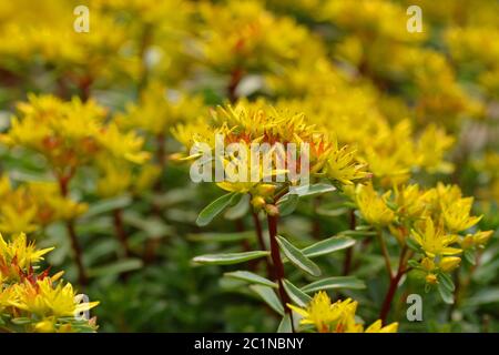 Sedum acre - Goldmoos-Steinbrocken, moosige Steinbrocken. Gold, blühend. Stockfoto