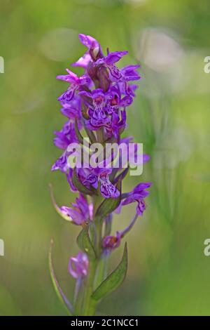 Das Laubkraut Dactylorhiza majalis aus einem Übergangsmoor am Federsee Stockfoto