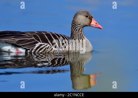 Graugans in einem See im Frühjahr in der oberlausitz Stockfoto