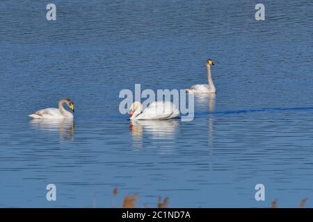 Singschwan und Stummen Schwan im Frühjahr in einem See Stockfoto