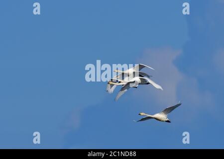 Singschwäne im Flug gegen den blauen Himmel Stockfoto