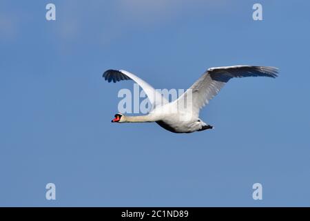 Stummer Schwan im Flug gegen den blauen Himmel Stockfoto