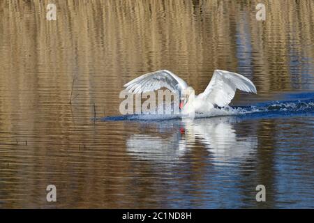 Stummer Schwan im Frühling in der Morgensonne. Stockfoto