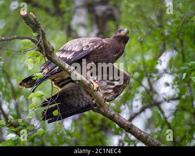 Adler auf einem Baum sitzend Stockfoto