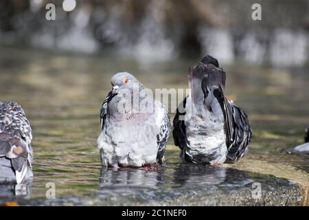 In der Stadt Vogel. Taube reinigt seine Federn im Wasser. In der Nähe von Pigeon baden in den Teich. Stockfoto